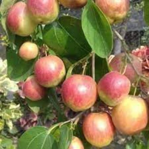 Ball Sundari Apple Ber Plant Manufacturer & Supplier in India